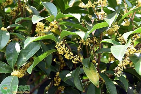 桂花好種嗎|桂花樹怎麼種？栽培和管理的完整指南 